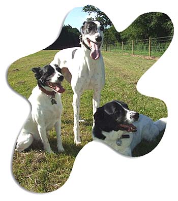 dogs socialising